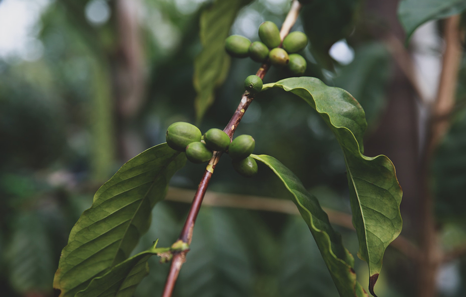 madagascan coffee species